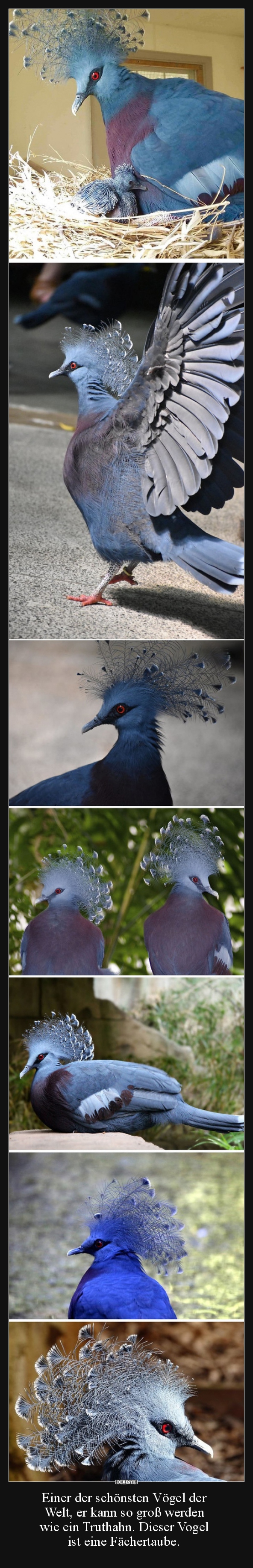 Einer der schönsten Vögel der Welt, er kann so groß..