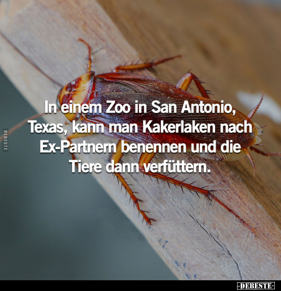 In einem Zoo in San Antonio, Texas, kann man Kakerlaken.. - Lustige Bilder | DEBESTE.de