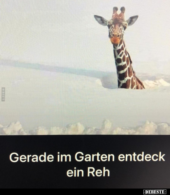 Gerade im Garten entdeck ein Reh.. - Lustige Bilder | DEBESTE.de