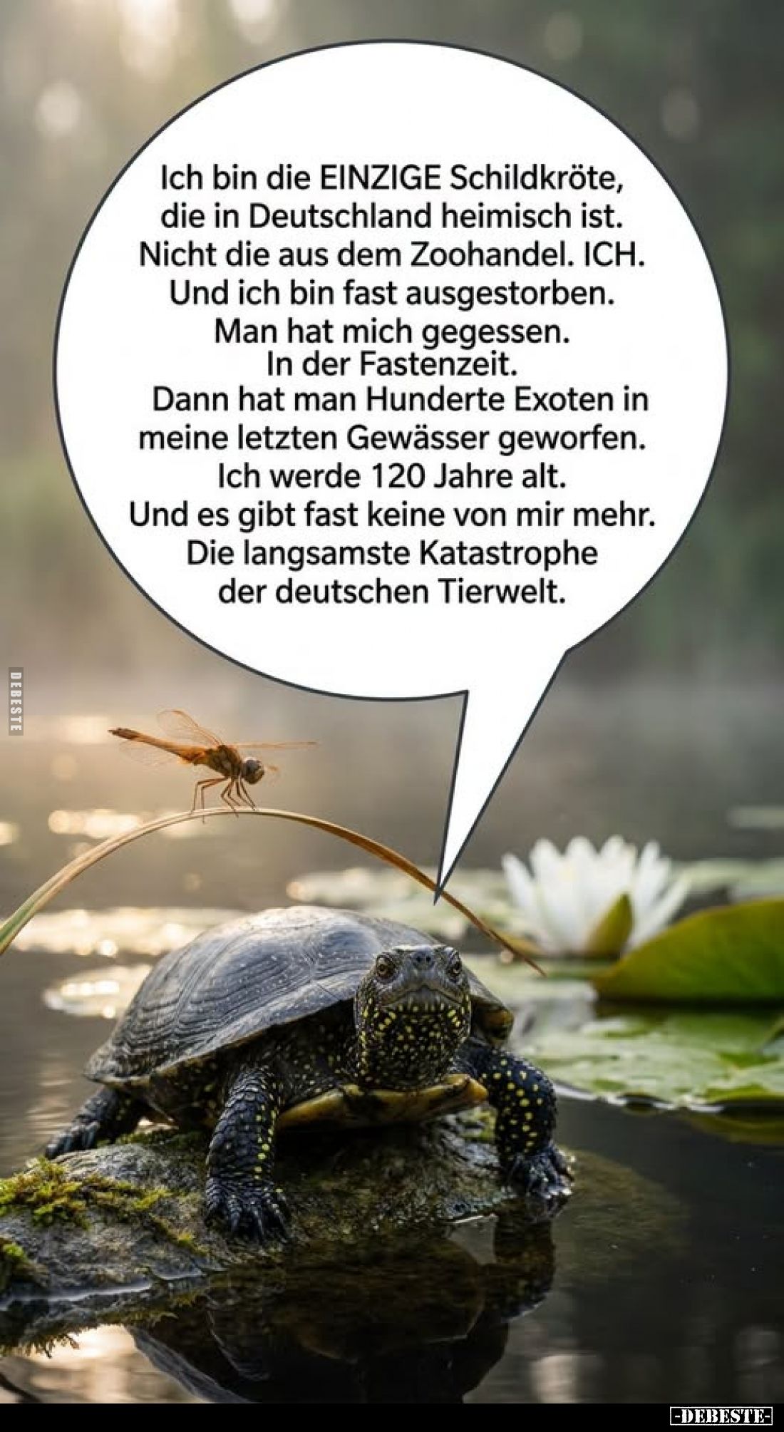 Ich bin die einzige Schildkröte, die in Deutschland heimisch ist.
Nicht die aus dem Zoohandel.
Ich.
Und ich bin fast ausge...