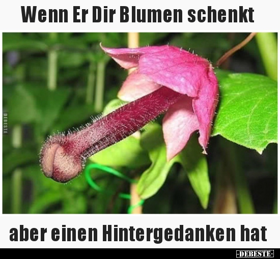 Wenn Er Dir Blumen schenkt aber einen Hintergedanken.. - Lustige Bilder | DEBESTE.de