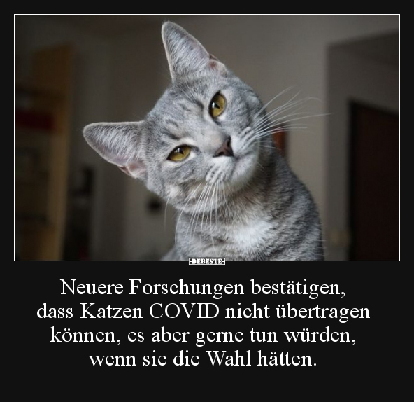 Neuere Forschungen bestätigen, dass Katzen COVID nicht.. - Lustige Bilder | DEBESTE.de