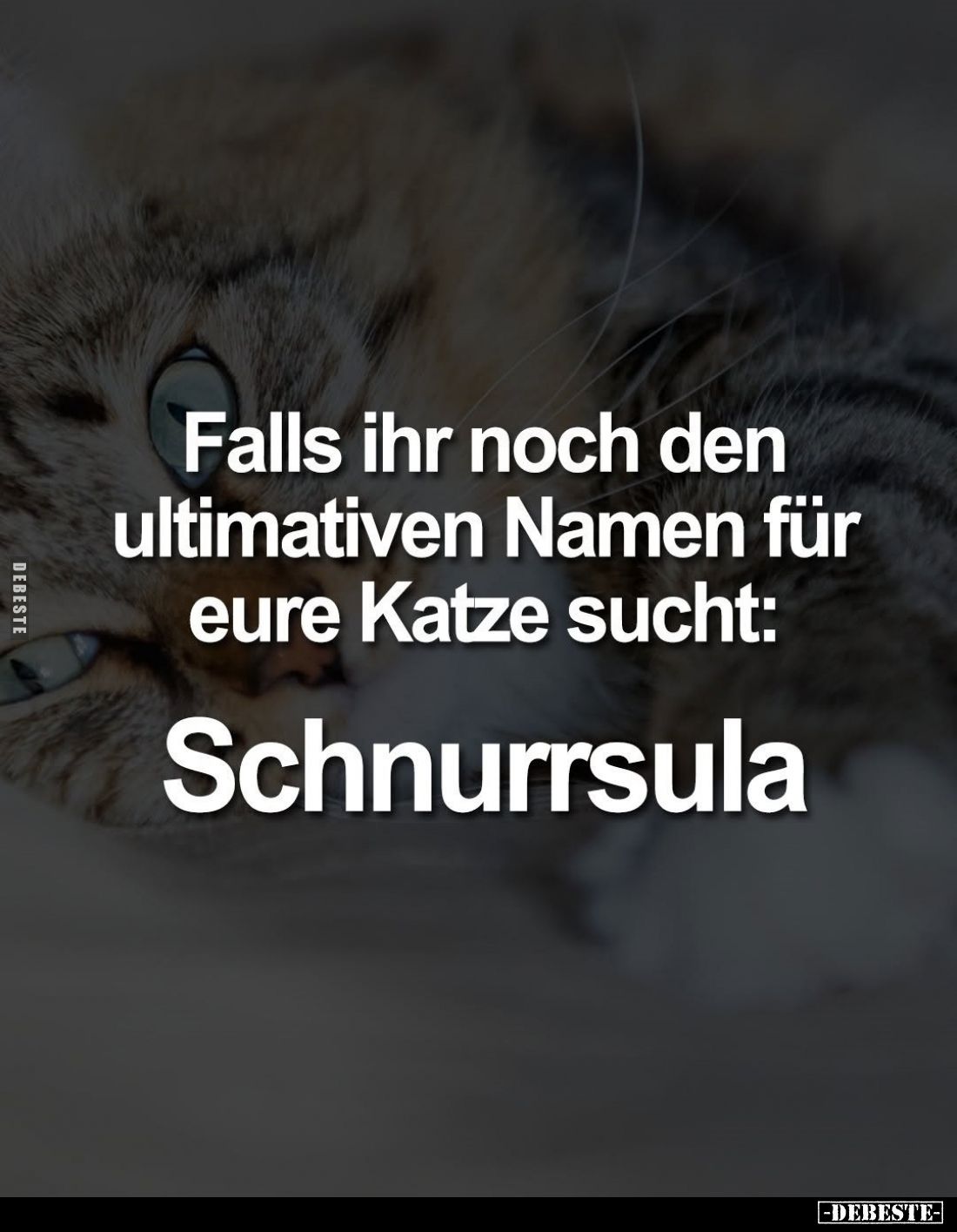 Falls ihr noch den ultimativen Namen für eure Katze sucht:
Schnurrsula