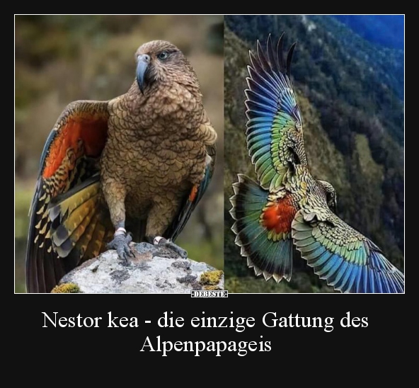 Nestor kea - die einzige Gattung des Alpenpapageis..