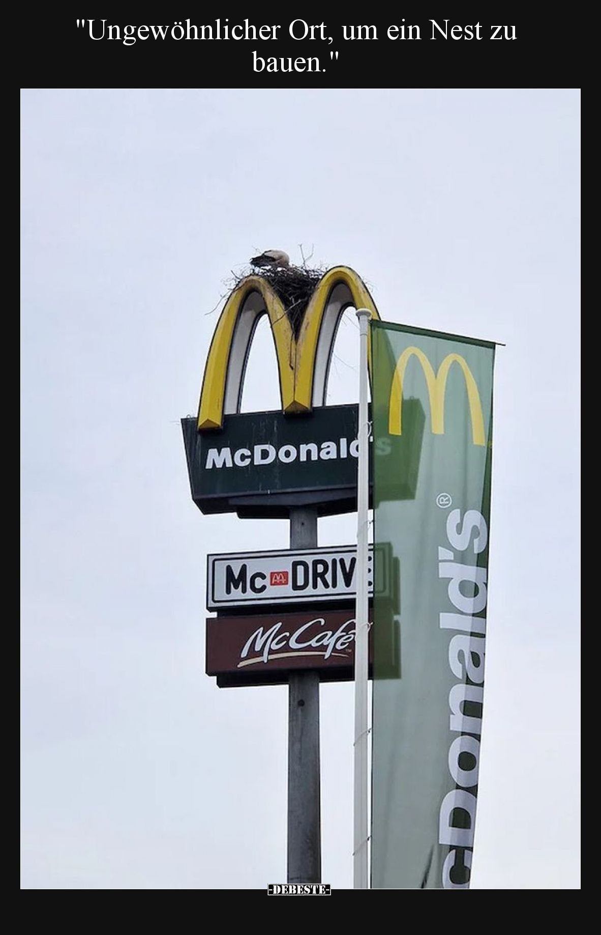 Ungewöhnlicher Ort, um ein Nest zu bauen.