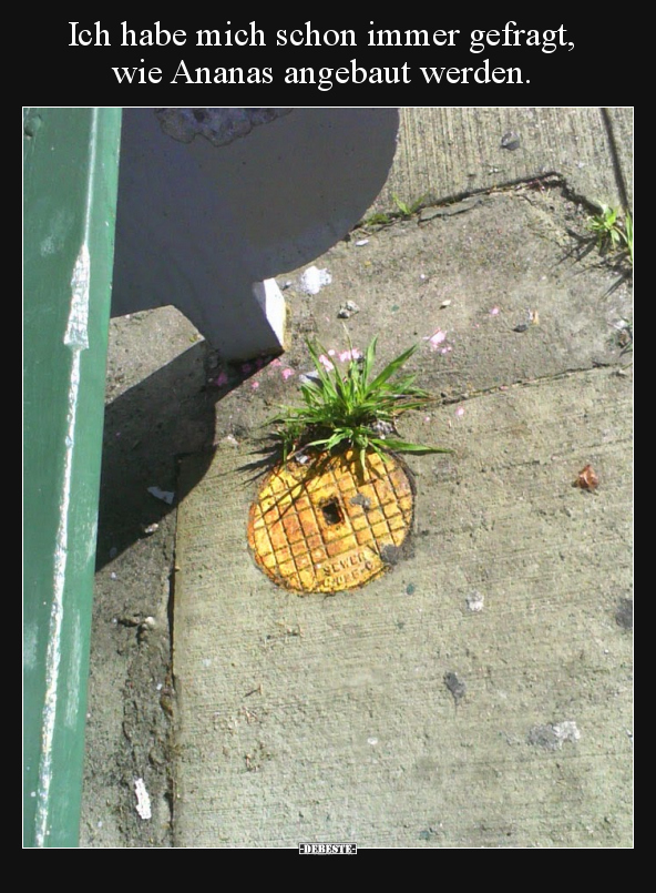Ich habe mich schon immer gefragt, wie Ananas angebaut.. - Lustige Bilder | DEBESTE.de