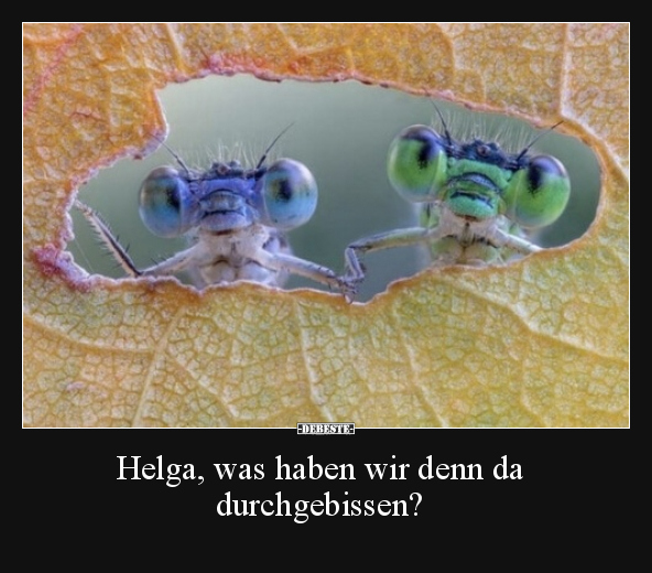 Helga, was haben wir denn da durchgebissen?.. - Lustige Bilder | DEBESTE.de