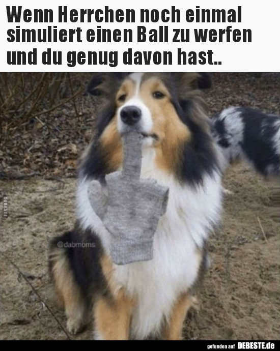 Wenn Herrchen noch einmal simuliert einen Ball zu werfen..