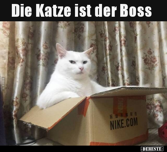 Die Katze ist der Boss.. - Lustige Bilder | DEBESTE.de