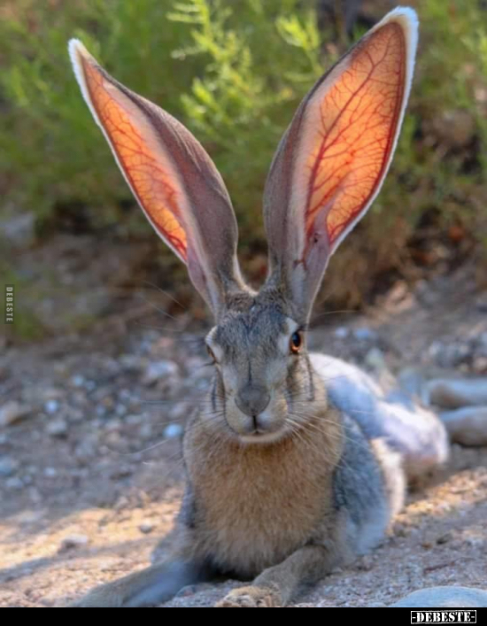  - Lustige Bilder | DEBESTE.de