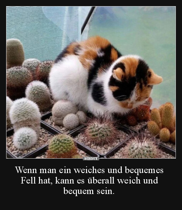 Wenn man ein weiches und bequemes Fell hat, kann es..