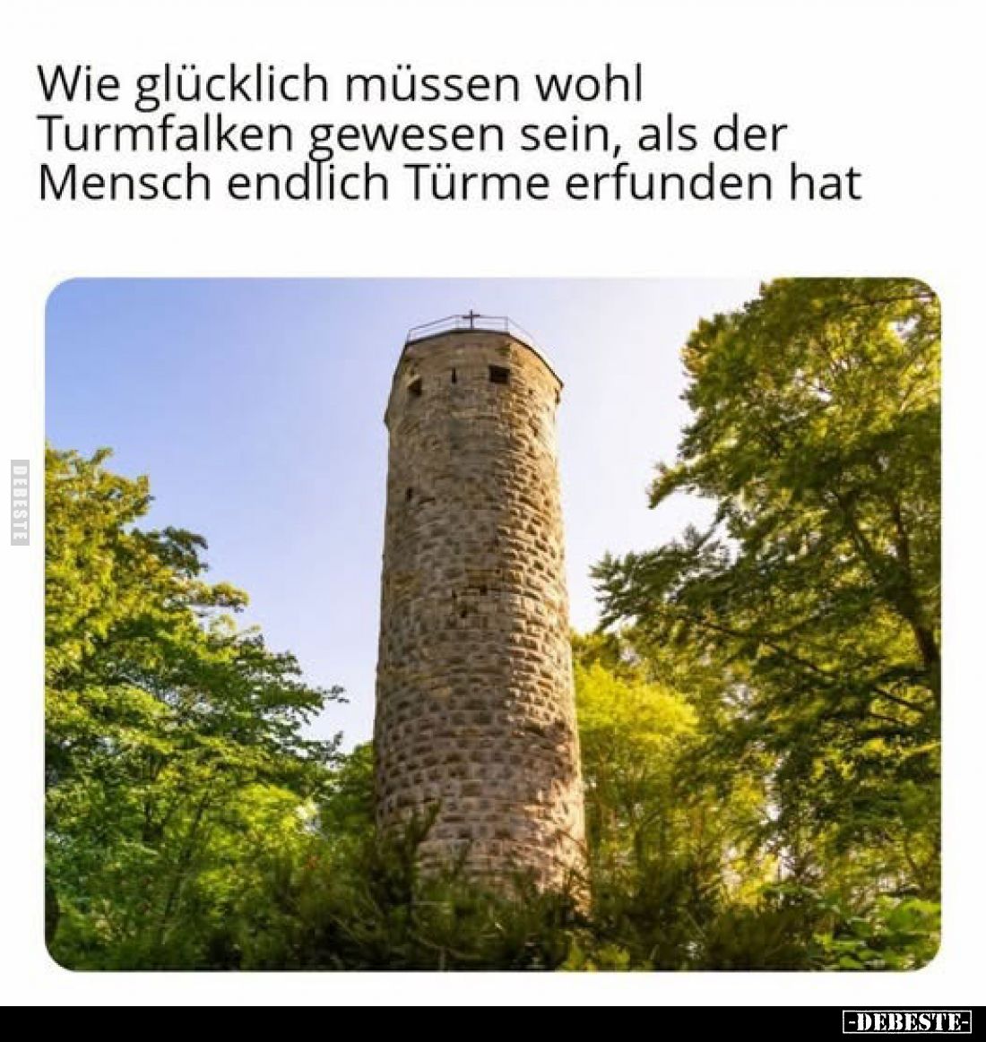Wie glücklich müssen wohl Turmfalken gewesen sein, als der Mensch endlich Türme erfunden hat