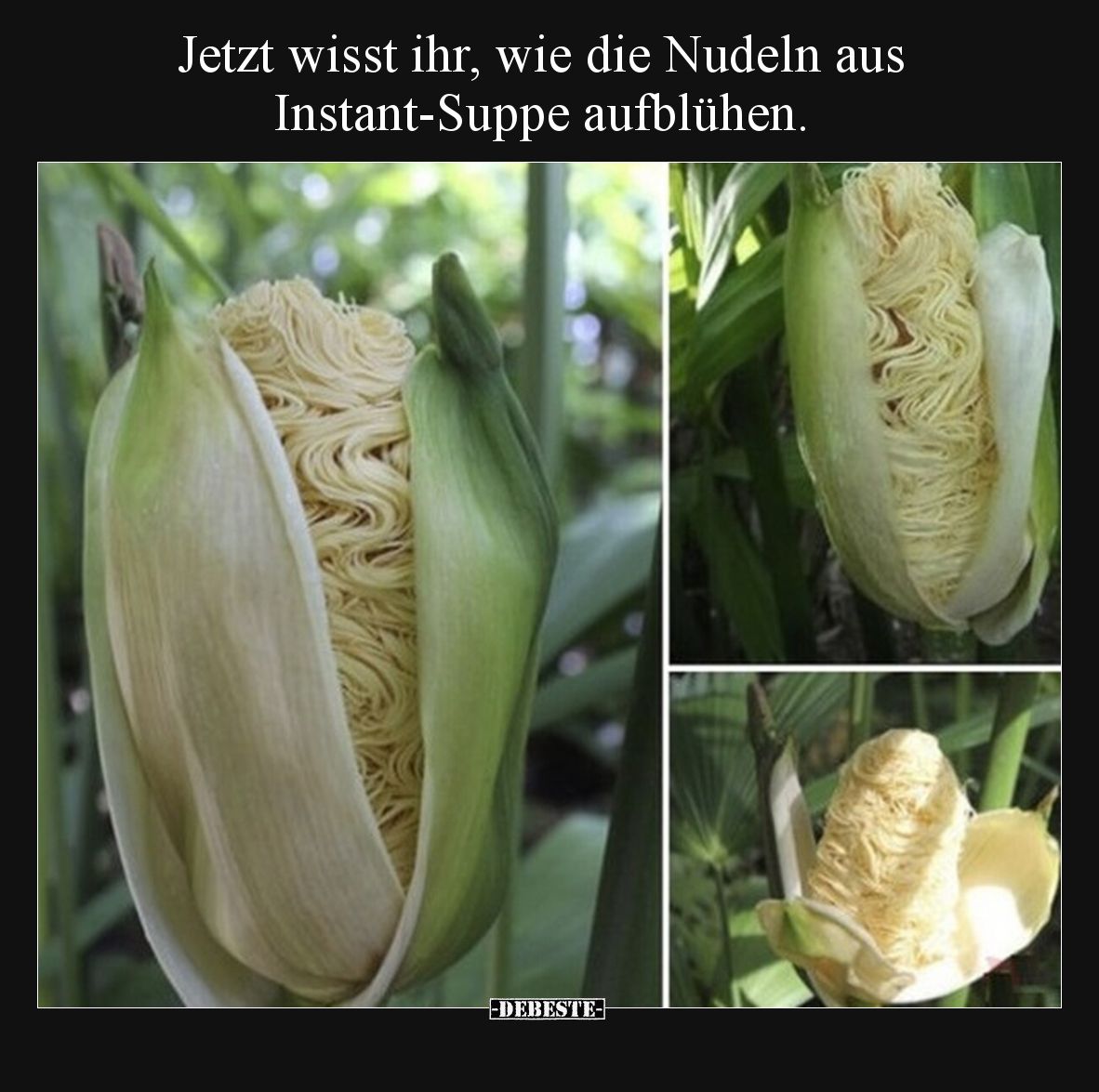 Jetzt wisst ihr, wie die Nudeln aus Instant-Suppe aufblühen.