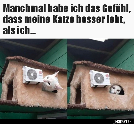 Manchmal habe ich das Gefühl, dass meine Katze besser lebt.. - Lustige Bilder | DEBESTE.de