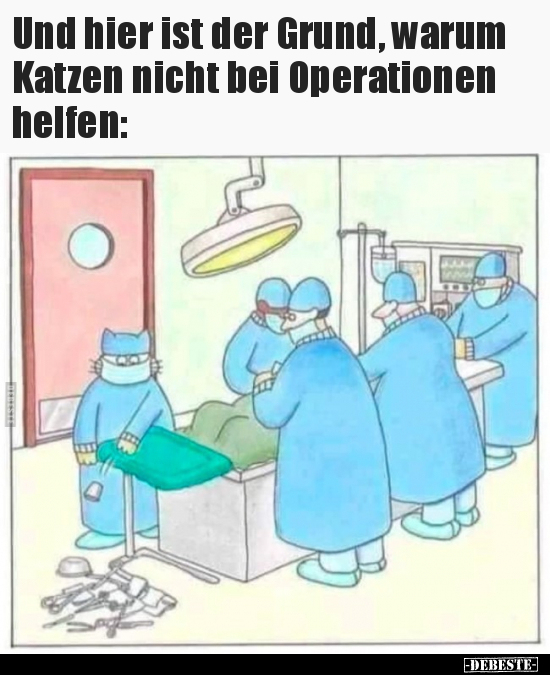 Und hier ist der Grund, warum Katzen nicht bei Operationen.. - Lustige Bilder | DEBESTE.de
