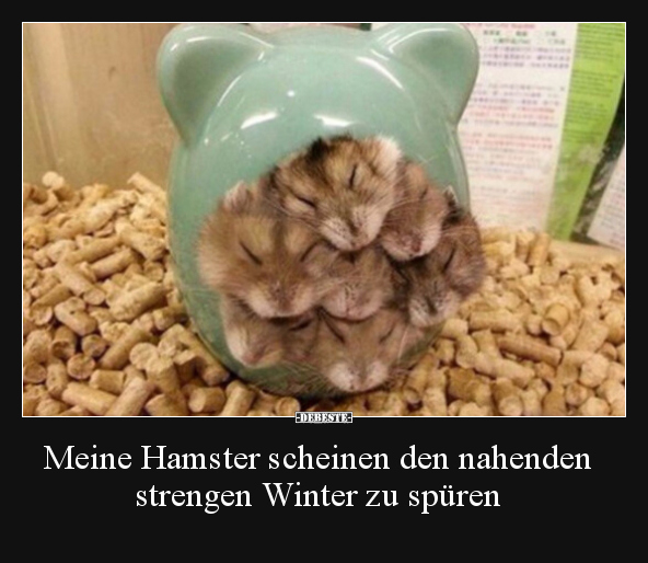 Meine Hamster scheinen den nahenden strengen Winter zu.. - Lustige Bilder | DEBESTE.de