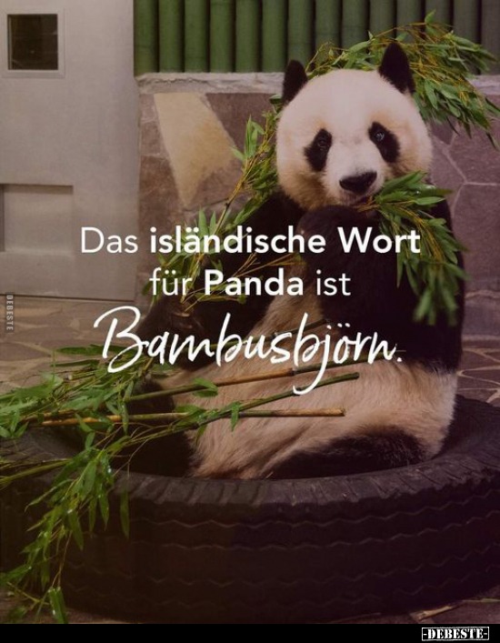 Das isländische Wort für Panda ist Bambusbjörn... - Lustige Bilder | DEBESTE.de