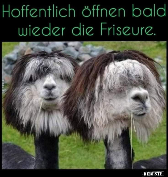 Hoffentlich öffnen bald wieder die Friseure... - Lustige Bilder | DEBESTE.de