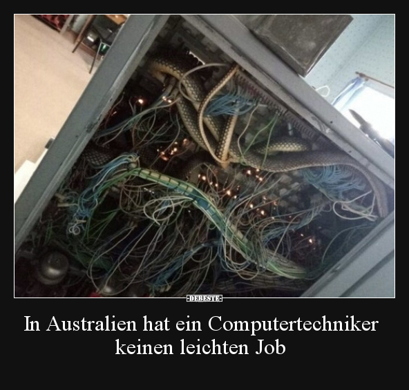 In Australien hat ein Computertechniker keinen leichten.. - Lustige Bilder | DEBESTE.de