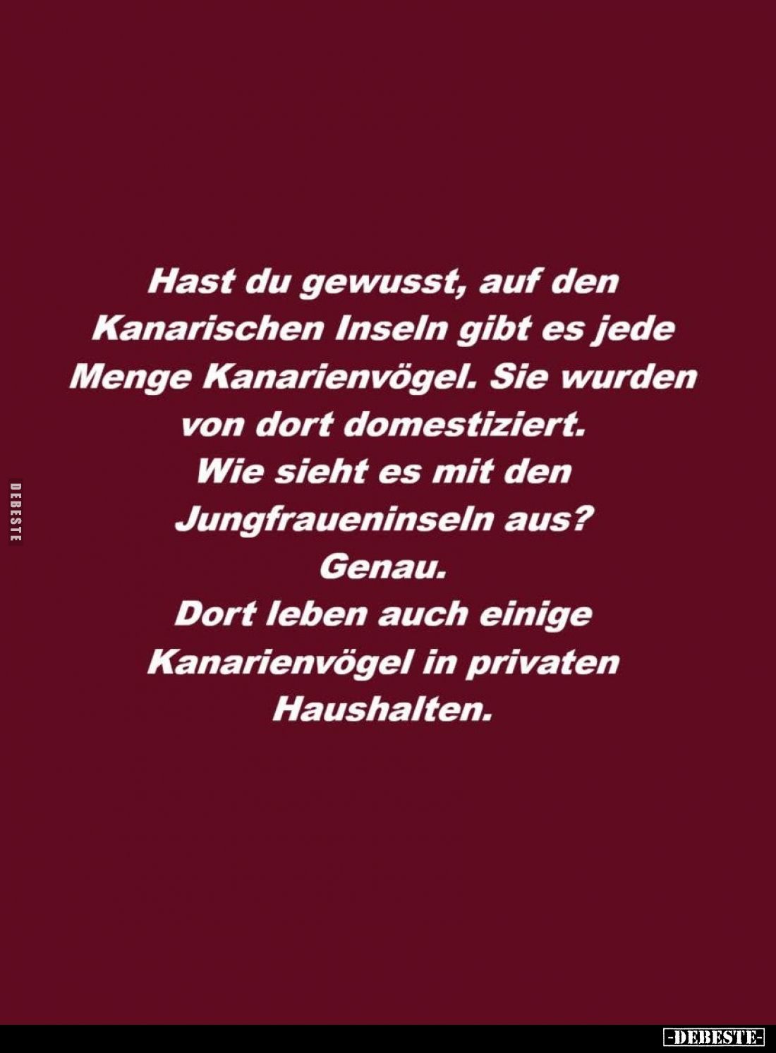 Hast du gewusst, auf den Kanarischen Inseln gibt es jede Menge Kanarienvögel. Sie wurden von dort domestiziert. Wie sieht es ...