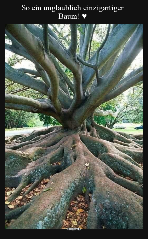 So ein unglaublich einzigartiger Baum! ♥.. - Lustige Bilder | DEBESTE.de