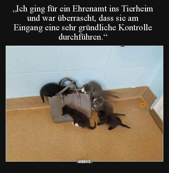 "Ich ging für ein Ehrenamt ins Tierheim und war überrascht.." - Lustige Bilder | DEBESTE.de