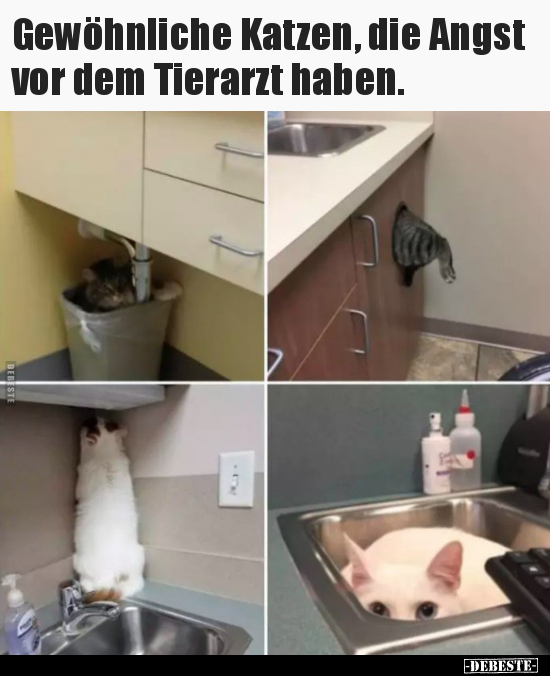 Gewöhnliche Katzen, die Angst vor dem Tierarzt haben... - Lustige Bilder | DEBESTE.de