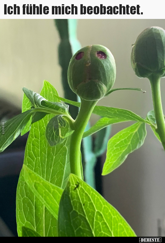 Ich fühle mich beobachtet...