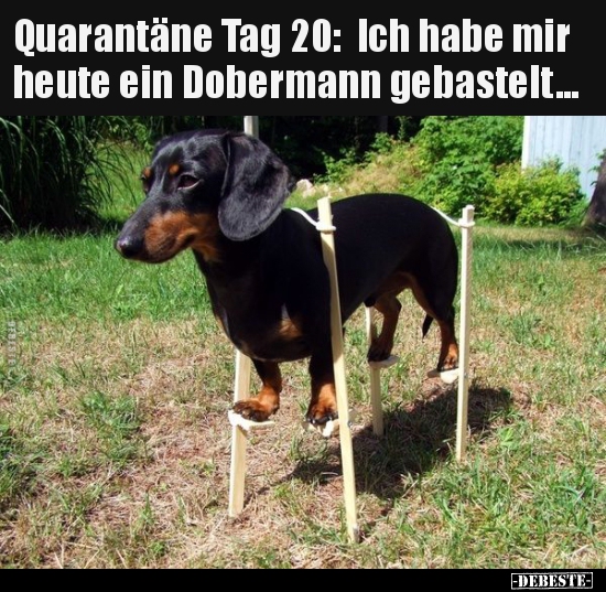 Quarantäne Tag 20: Ich habe mir heute ein Dobermann.. - Lustige Bilder | DEBESTE.de