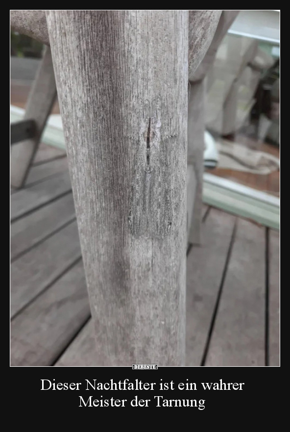 Dieser Nachtfalter ist ein wahrer Meister der Tarnung..