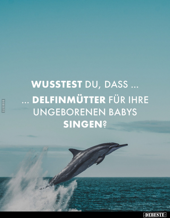 Delfinmütter für ihre ungeborenen Babys singen?.. - Lustige Bilder | DEBESTE.de