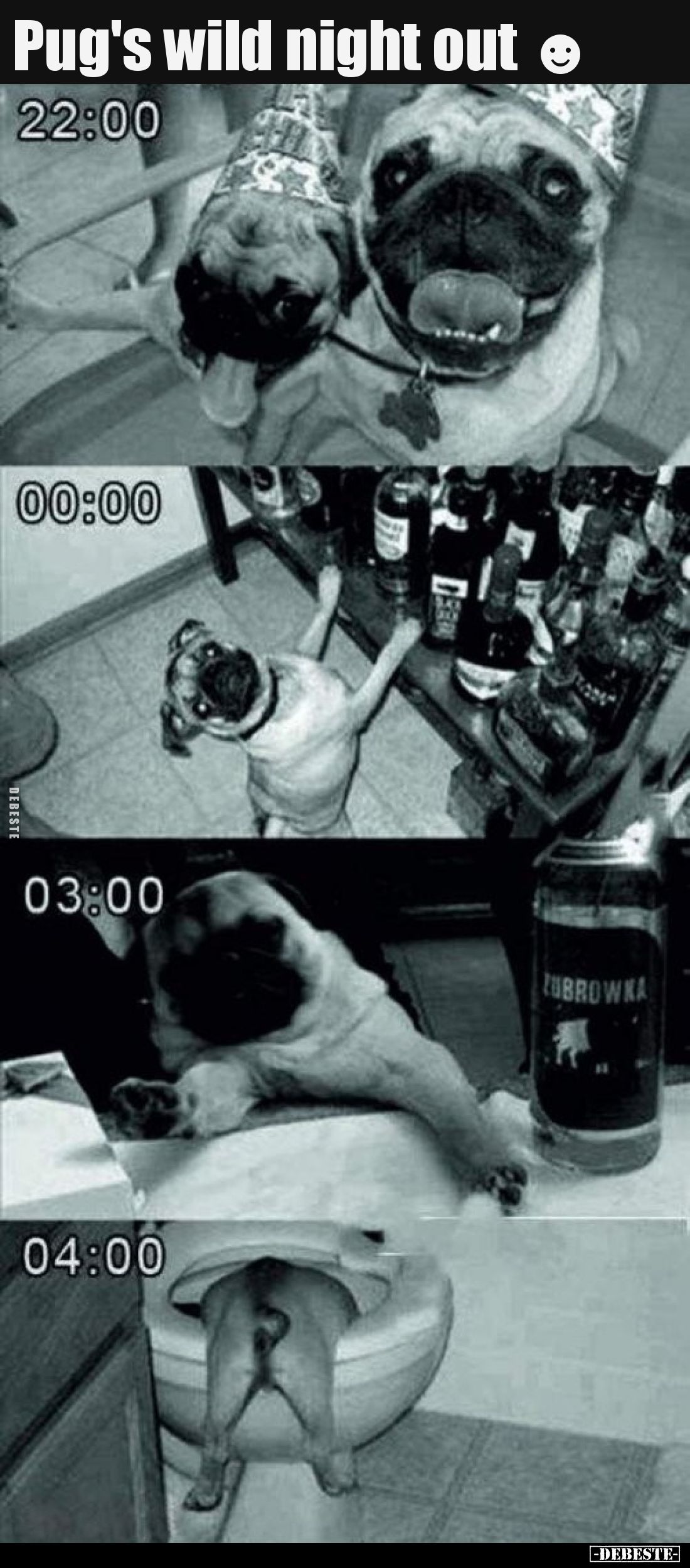 Pug's wild night out.