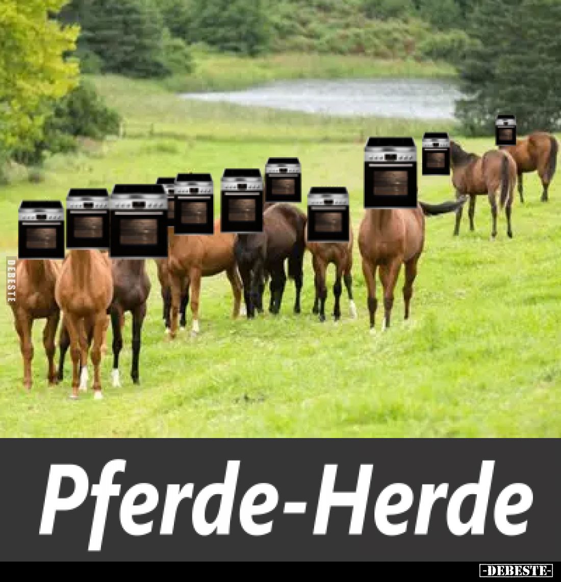 Pferde-Herde