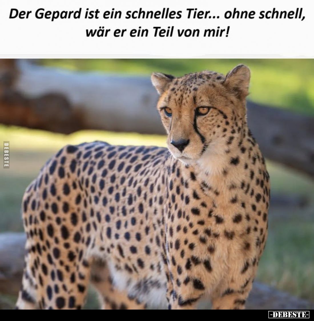 Der Gepard ist ein schnelles Tier... ohne schnell, wär er ein Teil von mir!