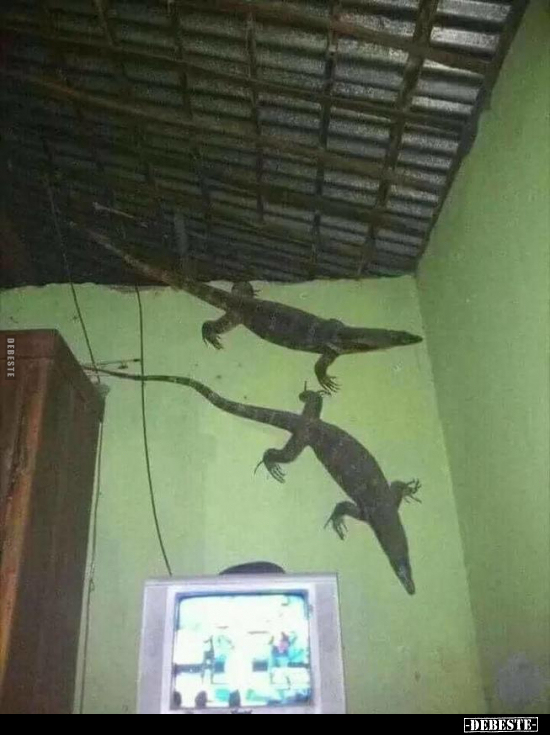  - Lustige Bilder | DEBESTE.de