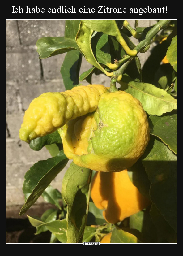Ich habe endlich eine Zitrone angebaut!.. - Lustige Bilder | DEBESTE.de