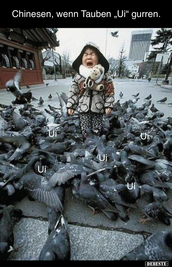 Chinesen, wenn Tauben "Ui" gurren... - Lustige Bilder | DEBESTE.de