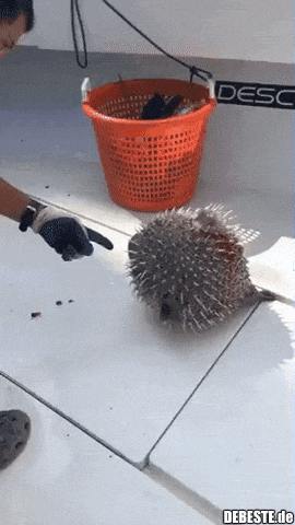 Das hätte er besser lassen sollen..