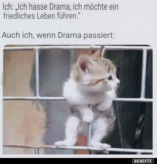 Ich: "Ich hasse Drama, ich möchte ein friedliches Leben.." - Lustige Bilder | DEBESTE.de