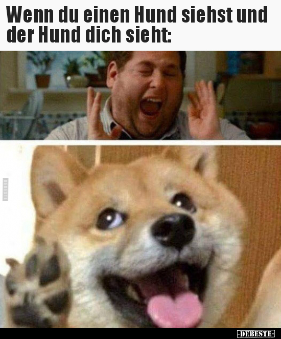Wenn du einen Hund siehst und der Hund dich sieht..