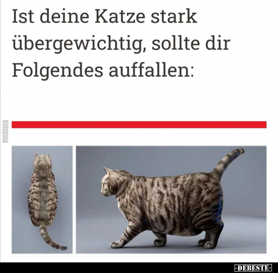 Ist deine Katze stark übergewichtig, sollte dir Folgendes.. - Lustige Bilder | DEBESTE.de