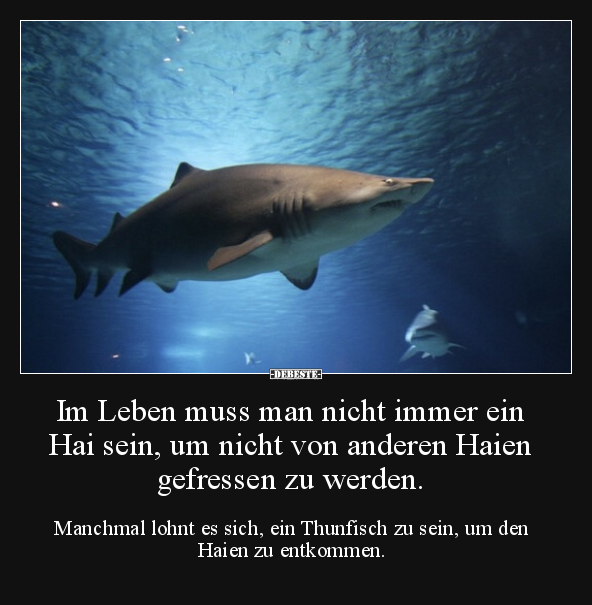 Im Leben muss man nicht immer ein Hai sein, um nicht von.. - Lustige Bilder | DEBESTE.de