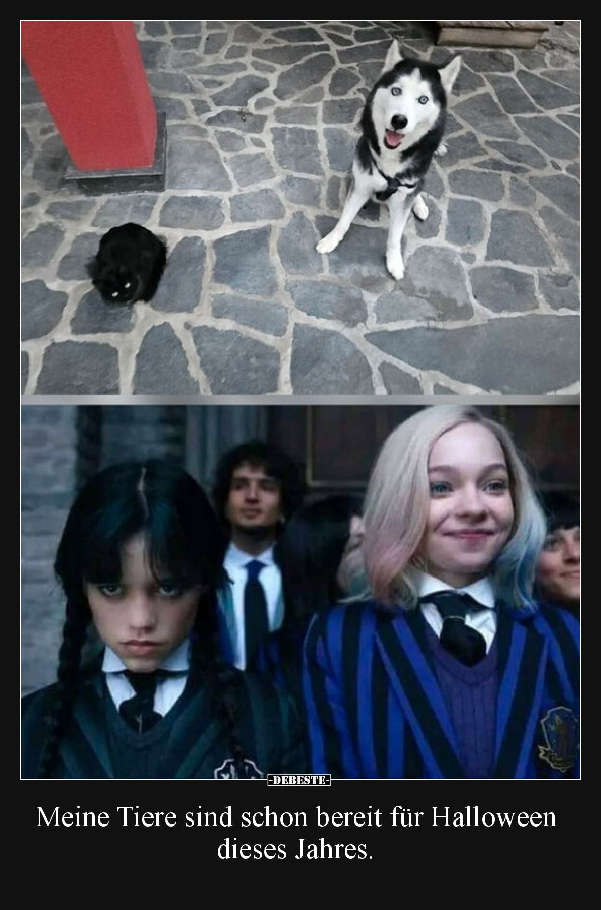 Meine Tiere sind schon bereit für Halloween dieses Jahres.