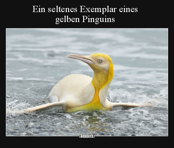 Ein seltenes Exemplar eines gelben Pinguins.. - Lustige Bilder | DEBESTE.de