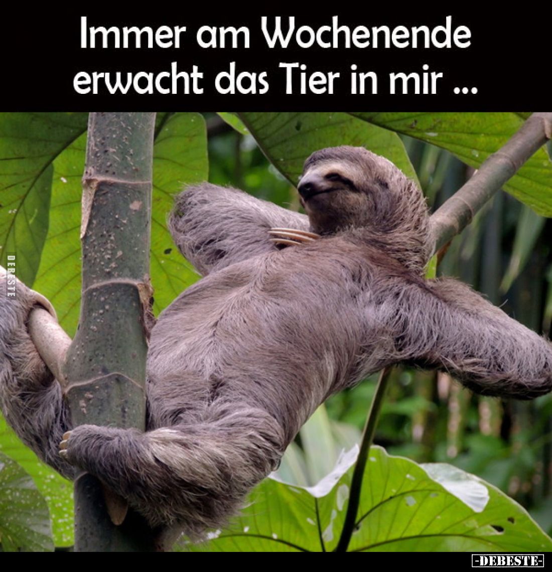Immer am Wochenende erwacht das Tier in mir...