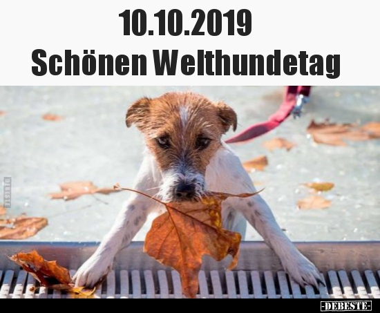 Schönen Welthundetag.. - Lustige Bilder | DEBESTE.de