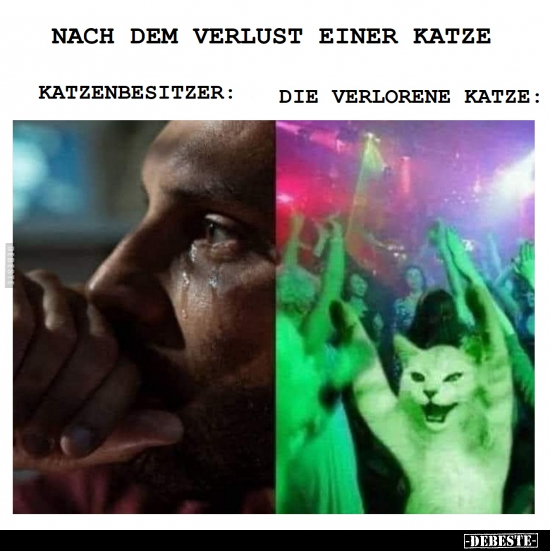 Nach dem Verlust einer Katze.. - Lustige Bilder | DEBESTE.de