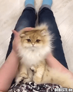 Herrliche Maine Coon..