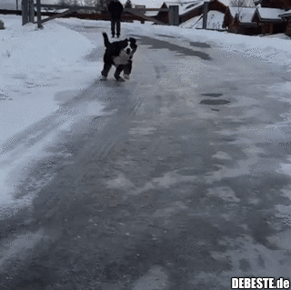 Ein Hund auf glattem Eis.. - Lustige Bilder | DEBESTE.de