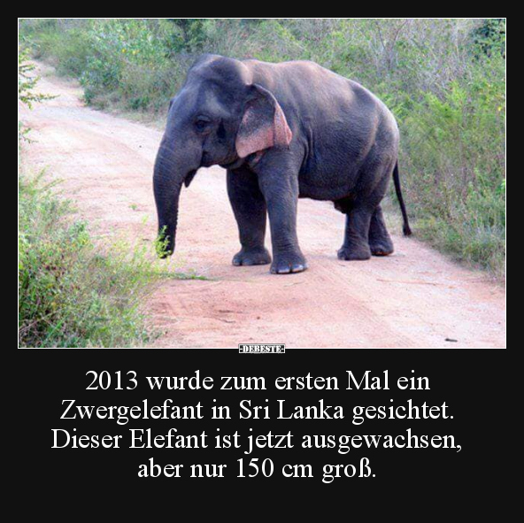 2013 wurde zum ersten Mal ein Zwergelefant in Sri Lanka.. - Lustige Bilder | DEBESTE.de